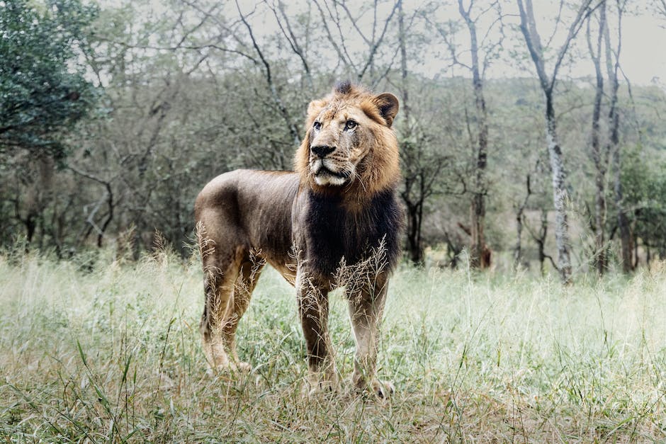  Warum ist der Löwe König der Tierwelt?