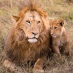 Löwe König der Tiere Erklärung