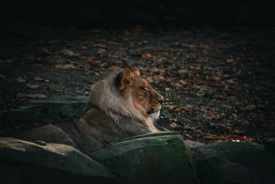  Löwe als König der Tiere