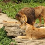 Löwe als König der Tiere