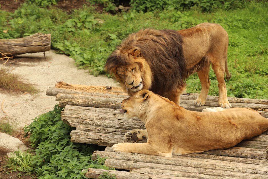 Löwe als König der Tiere