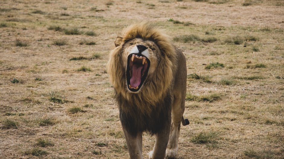 König der Löwen - Simba und die Tierwelt Afrikas