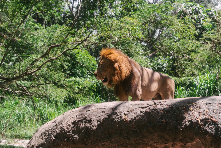 König des Dschungels: Löwe