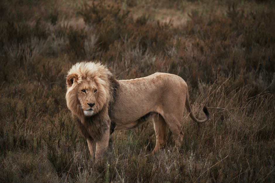  Stimme des König der Löwen in deutscher Sprache