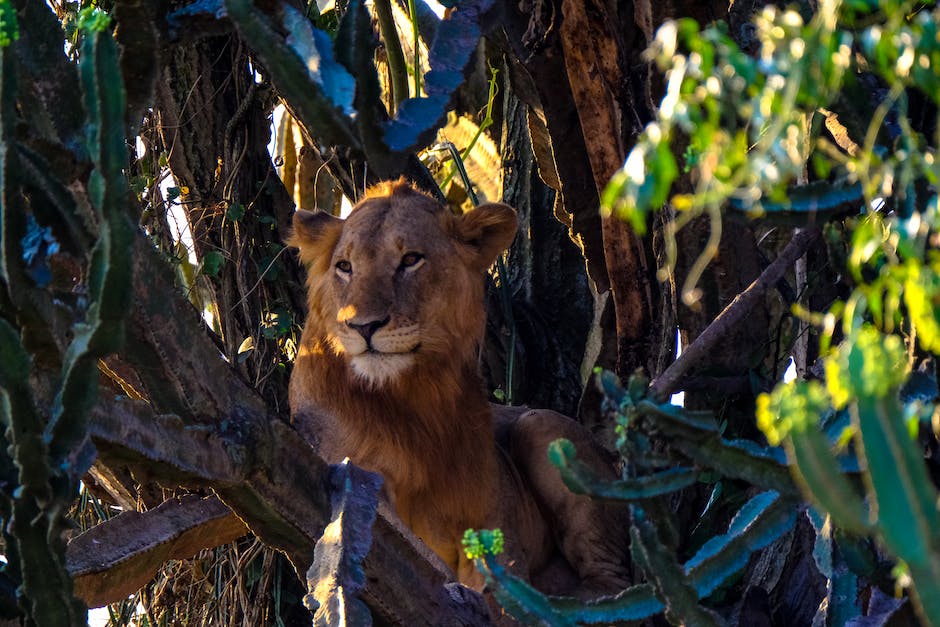 Scar sprechen in Disney's König der Löwen
