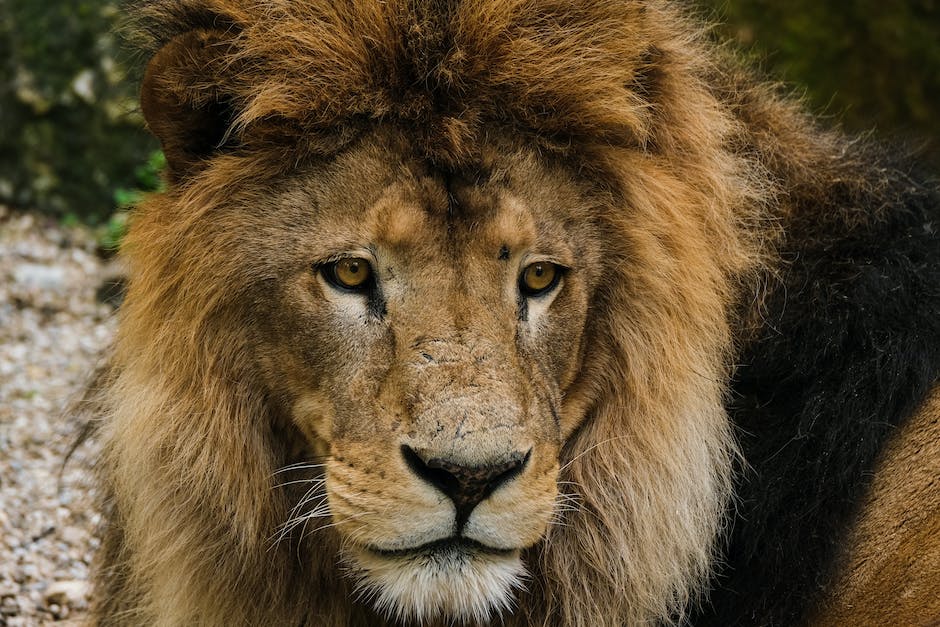 Erster König von Deutschland