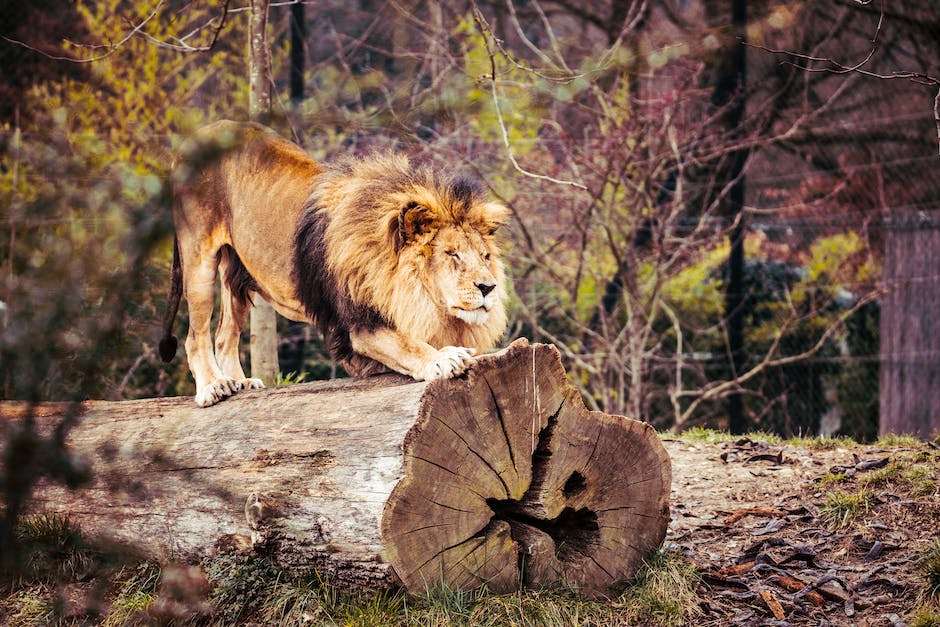 Löwe Simba aus Disney's König der Löwen