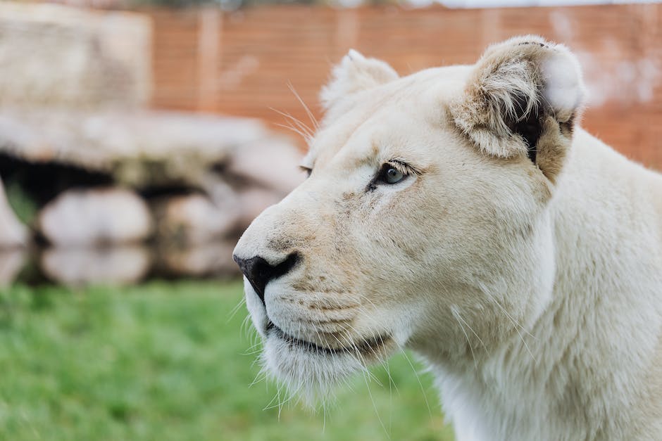 König der Löwen Löwe Simba