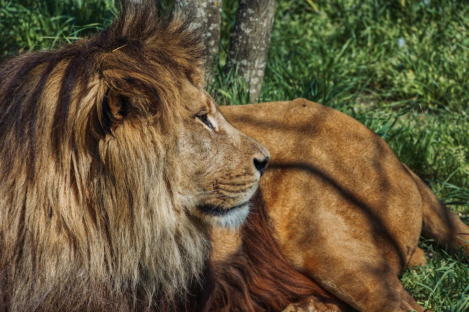 König der Löwen Löwe