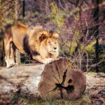 Hamburger König der Löwen: Anfahrtsmöglichkeiten