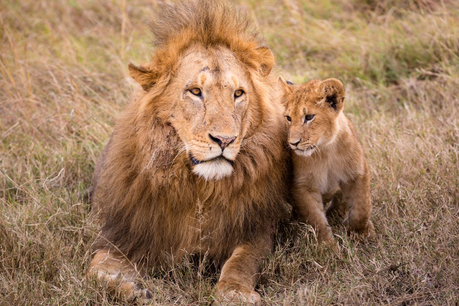  Aufführungsdauer des König der Löwen