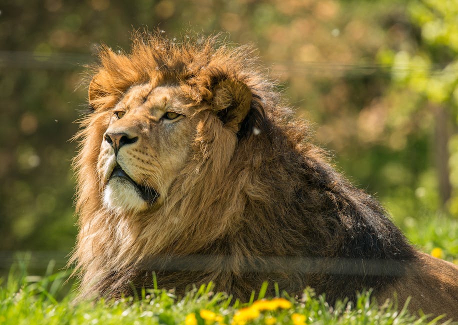 Überfahrtzeit zu König der Löwen ermitteln