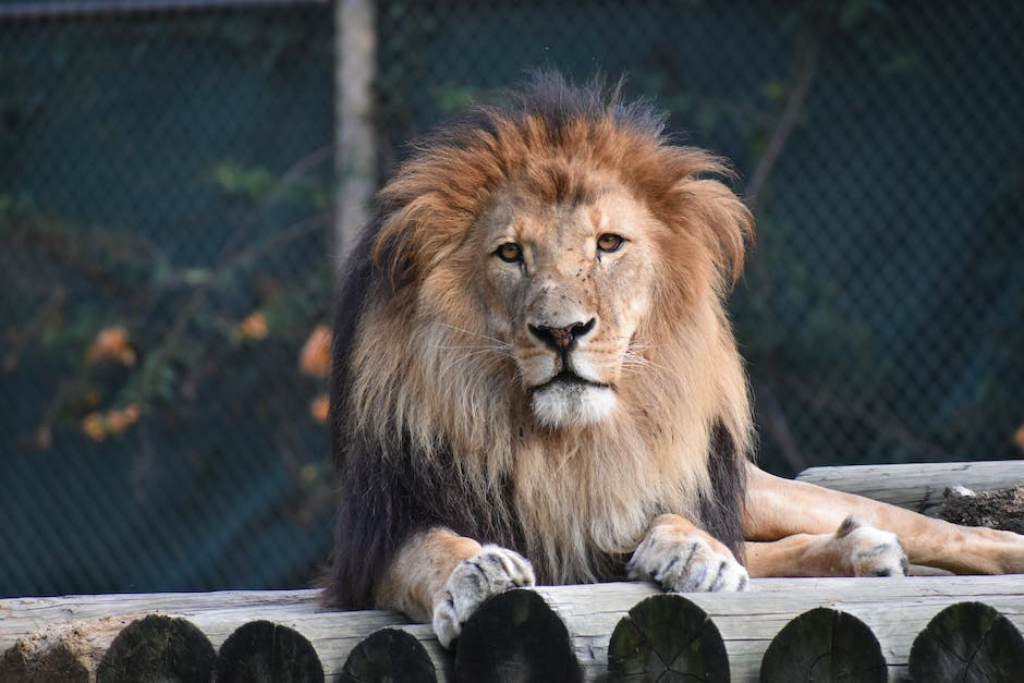 König der Löwen Pausendauer