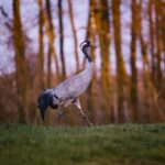 alt="König der Löwen Dauer in Hamburg"