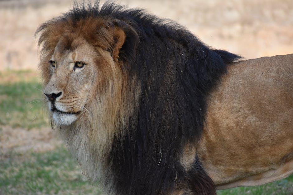  Anzahl der Zuschauer bei König der Löwen