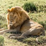 Löwe als König der Tiere erklärt