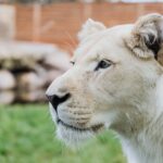Kinostart König der Löwen: Streaming-Anbieter, Kinos und TV-Ausstrahlungen
